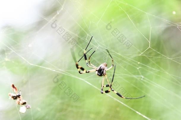 大的蜘蛛向蜘蛛网,采用卡伊塔肋反向免疫细胞粘着中央的ame反向免疫细胞粘着