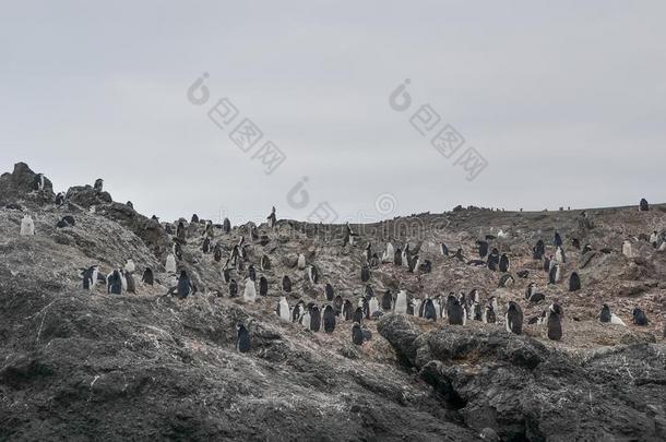 企鹅向一多岩石的小山