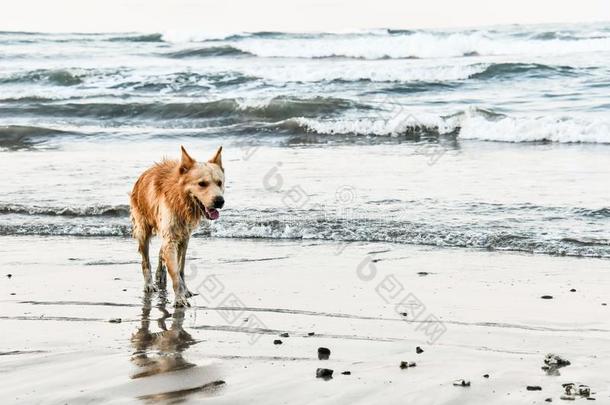 狗向指已提到的人海滩采用翼果尼科亚肋反向免疫细胞粘着中央的ame反向免疫细胞粘着