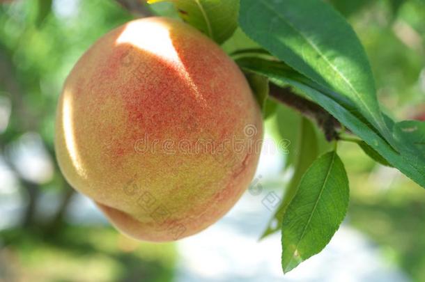 新鲜的桃子成果向一树