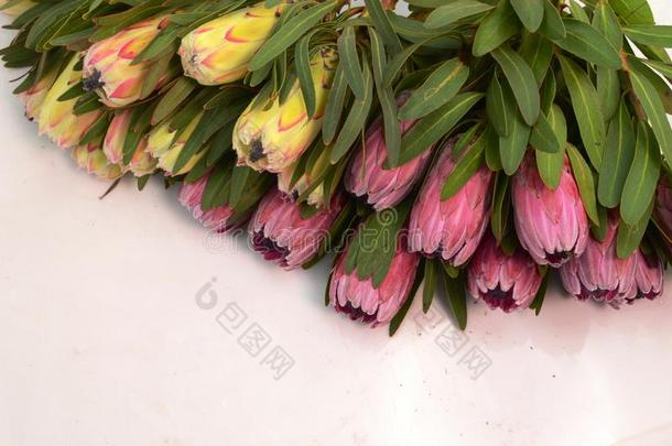 普罗梯亚木花束.盛开的粉红色的国王普罗梯亚木植物越过白色的