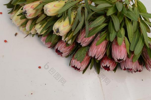 普罗梯亚木花束.盛开的粉红色的国王普罗梯亚木植物越过白色的