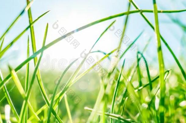 <strong>新</strong>鲜的草和和煦的：照到阳光的蓝色天向一绿色的田一t<strong>日出</strong>,n一tu