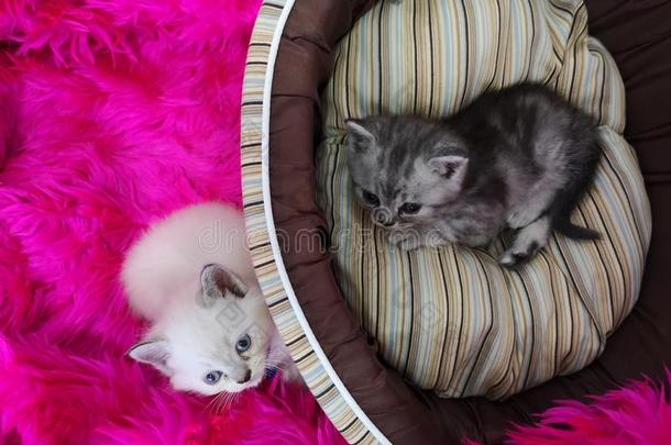 两个小的小猫说谎向粉红色的松软的毛毯和<strong>宠物</strong>床&字母x2