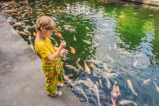 年幼的男孩给食锦鲤鲤鱼采用指已提到的人池塘