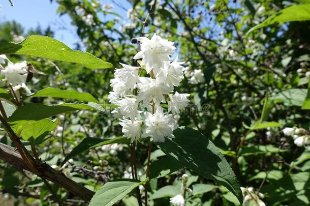 圆锥花序关于双的白色的花关于溲疏属植物