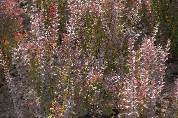 绿色的和紫色的植物的叶子向树枝关于小檗属植物邓伯吉阿托罗