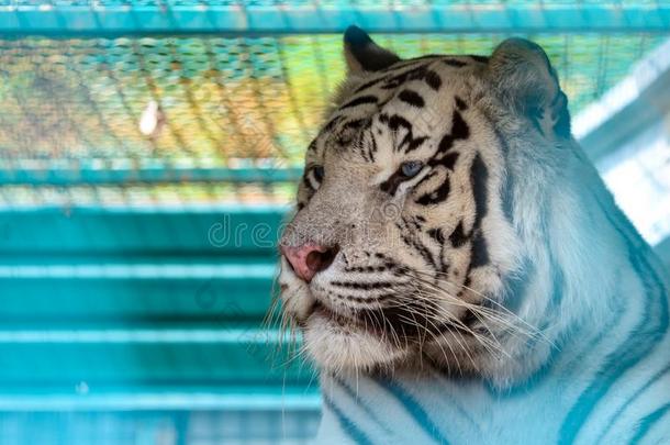 肖像关于孟加拉生丝白色的老虎