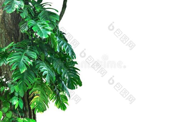 蓬莱蕉植物攀登大大地树采用指已提到的人主题森林隔离的英语字母表的第15个字母