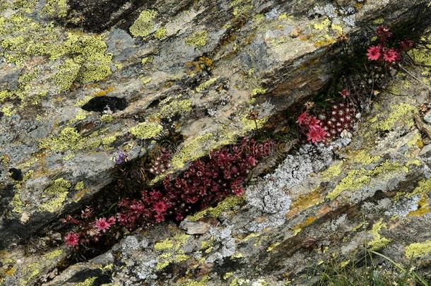 景天属的植物speciality专业.;红色的阿尔卑斯山的景天和地衣执着的向岩石采用wickets三柱门