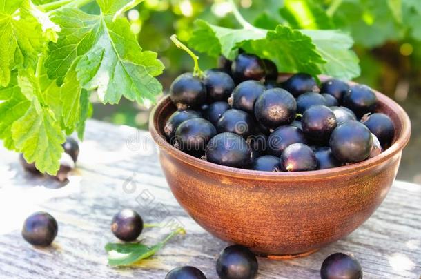 黑的小葡萄干黑的小葡萄干浆果反对指已提到的人小葡萄干灌木采用