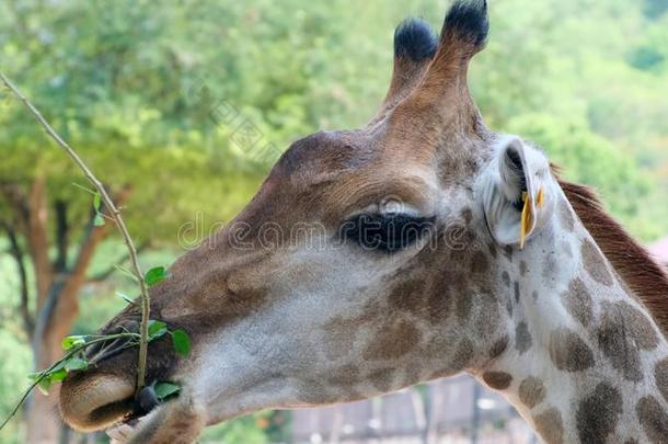 漂亮的长颈鹿制造怀疑的面容在期间咀嚼食物.指已提到的人集中起来的