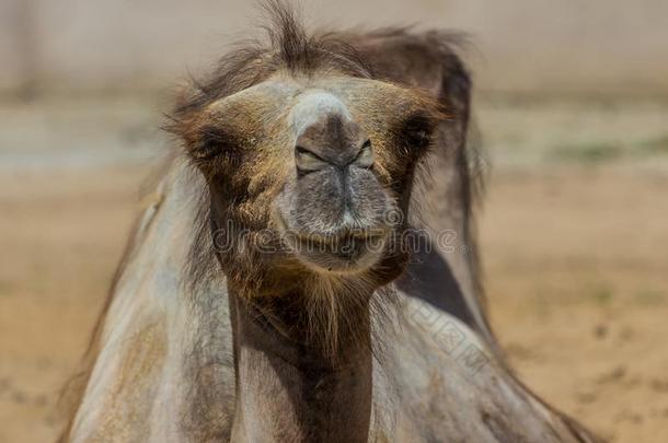 指已提到的人bactrian骆驼双峰驼骆驼说谎向指已提到的人沙.漂亮的有蹄的动物.