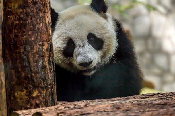 肖像关于幼小的兽关于熊猫熊关在上面.漂亮的动物关于指已提到的人WestinghouseOceanResearcLaborator