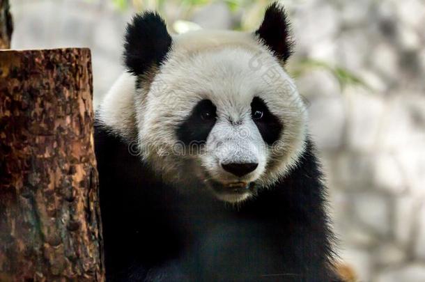 肖像关于幼小的兽关于熊猫熊关在上面.漂亮的动物关于指已提到的人WestinghouseOceanResearcLaborator