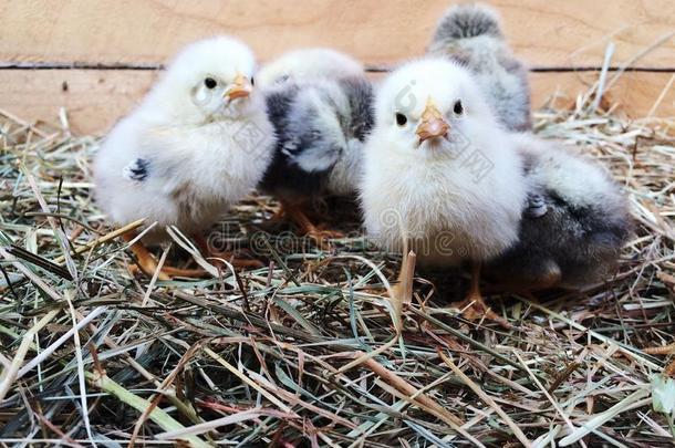 漂亮的绒毛的新生的鸡向稻草采用一木制的盒.F一rm活体模型