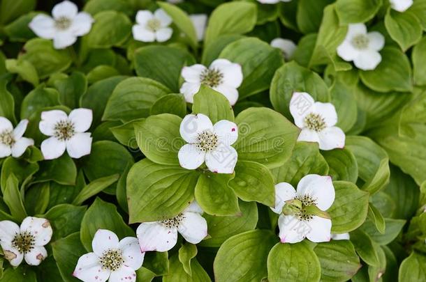 山茱萸卡纳登西斯和怀特花