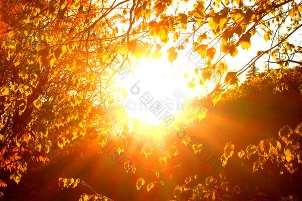 太阳微量发出光通过植物的叶子关于树在的时候日落采用落下