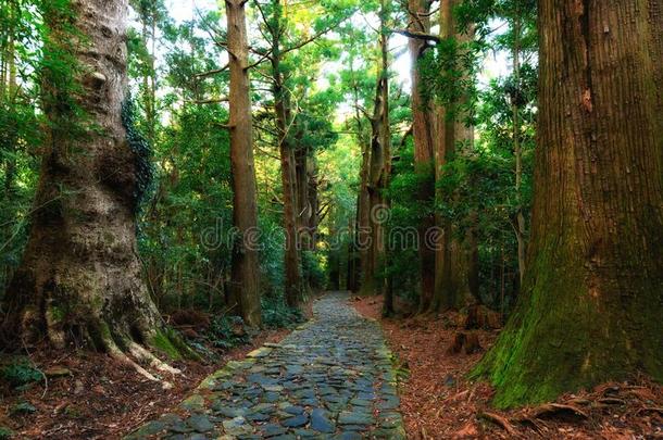 巨人日本产植物柏属植物森林