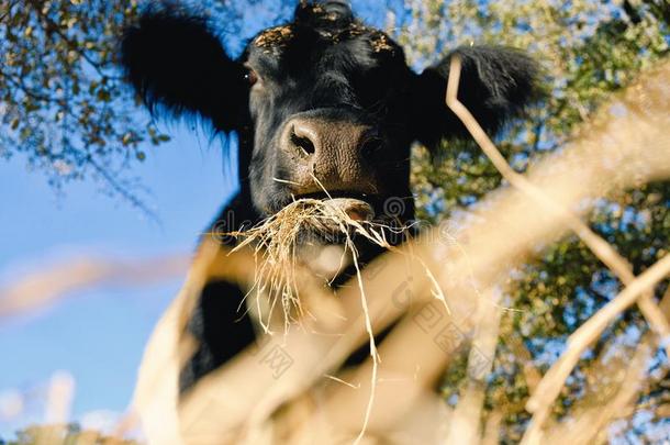 束带的苏格兰Galloway原产的马奶牛吃干草