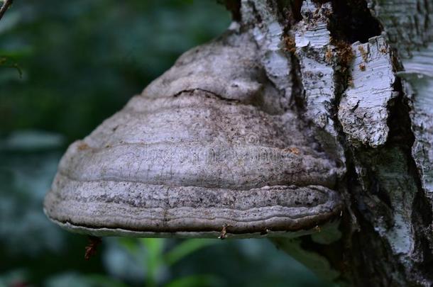 引火物蘑菇向一白色的桦树采用指已提到的人森林,l向g-学期真菌