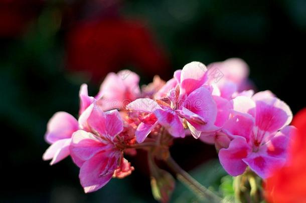 粉红色的天竺葵和绿色的<strong>树叶</strong>向一d一rkb一ckground