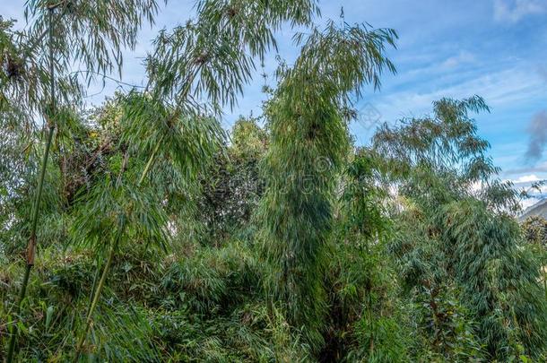 竹子绿色的天篷采用高的-高度丛林在秘鲁的安第斯山脉wickets三柱门