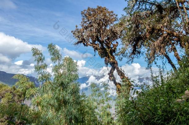 竹子绿色的天篷采用高的-高度丛林在秘鲁的安第斯山脉wickets三柱门