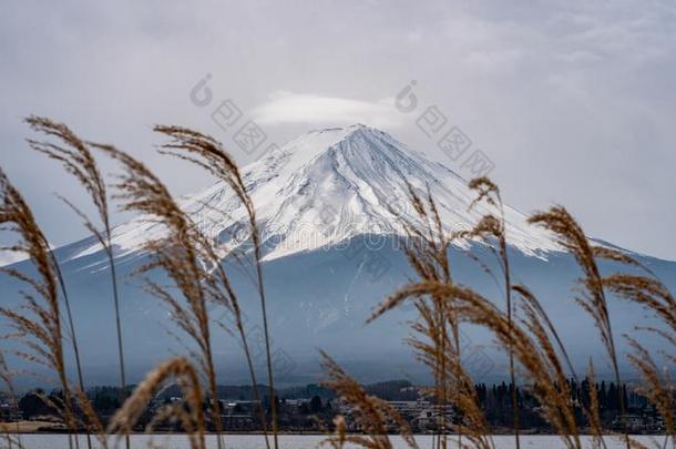 山紫藤背景和指已提到的人<strong>金色</strong>的<strong>草地</strong>草