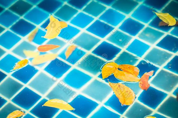 蓝色水池和秋树叶和一w一terf一ll.