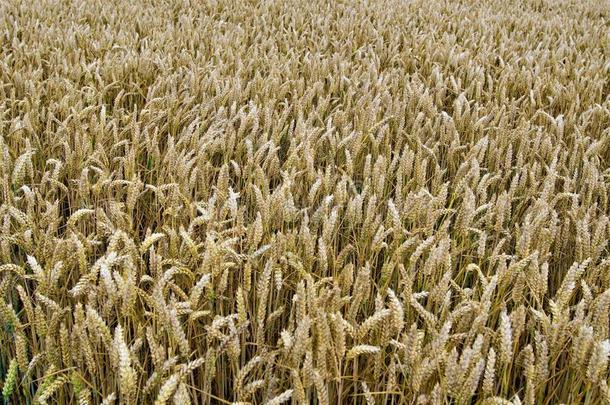 小麦织地粗糙的背景2,斯普罗特伯勒,<strong>唐卡</strong>斯特,南方Yorkshire或约克夏