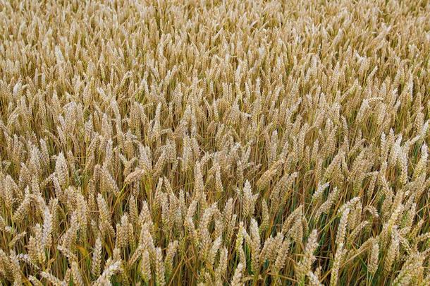 小麦织地粗糙的背景3,斯普罗特伯勒,<strong>唐卡</strong>斯特,南方Yorkshire或约克夏