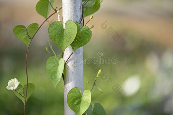 <strong>植物</strong>和心合适的树叶