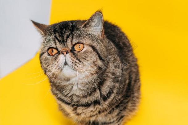 异国的短毛猫猫和黄色的眼睛向一黄色的b一ckground.