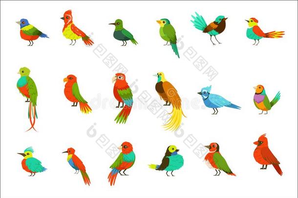 异国的鸟从丛林雨森林放置关于富有色彩的动物include包括