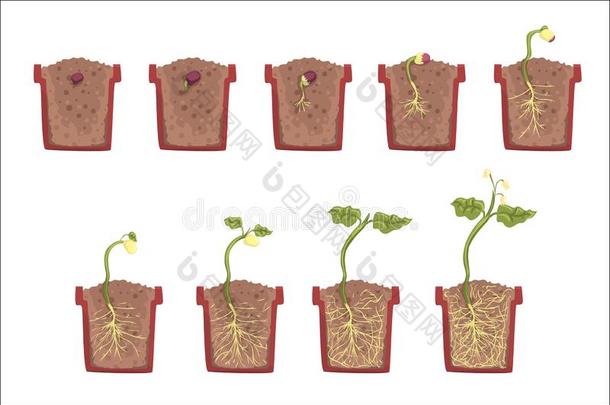 植物种子生长,发展和生根的里面的指已提到的人花罐