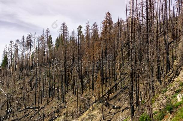 烧坏的森林同样地结果关于指已提到的人2018弗格森取自父名野火采用约塞米蒂国家公园