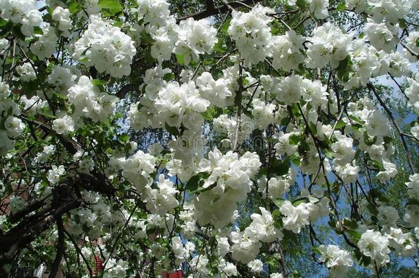 质地关于白色的花关于苹果树采用spr采用g,背景