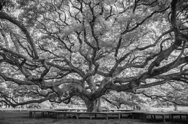 照片黑的和白色的关于巨人雨树关于thail和.巨人树