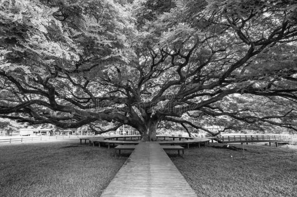照片黑的和白色的关于<strong>巨人</strong>雨树关于thail和.<strong>巨人</strong>树