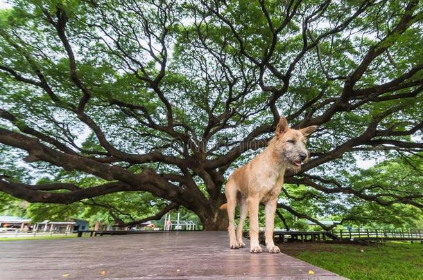 狗在巨人雨树关于泰国.巨人树越过一num.一百ye一