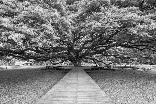 照片黑的和白色的关于巨人雨树关于thail和.巨人树
