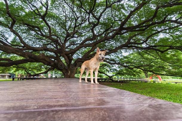 狗在巨人雨树关于泰国.巨人树越过一num.一百ye一