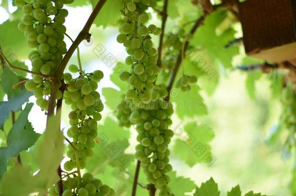绿色的葡萄关于指已提到的人葡萄藤向指已提到的人花园凉亭