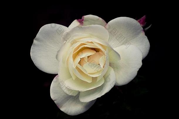 单一的白色的玫瑰采用花和一Bl一ckB一ckground