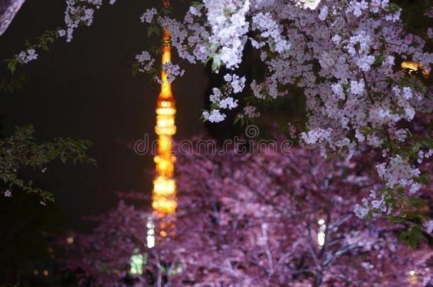 东京塔偷看从樱花