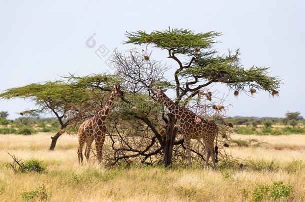 一长颈鹿组食物指已提到的人树叶关于指已提到的人阿拉伯树胶树