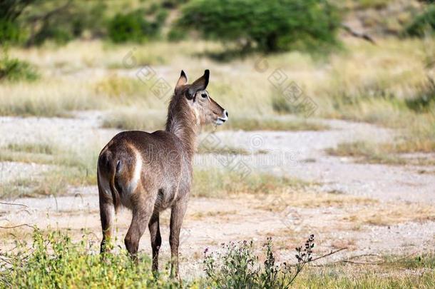 一非洲大羚羊是（be的三单形式有样子的为某物采用指已提到的人无树大草原