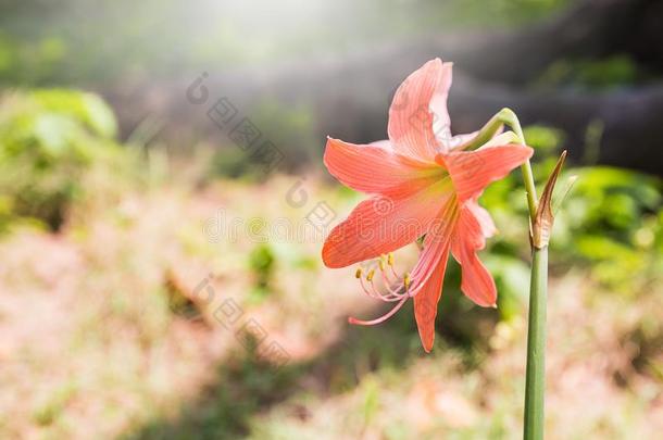 孤挺花约翰逊埋葬污迹背景