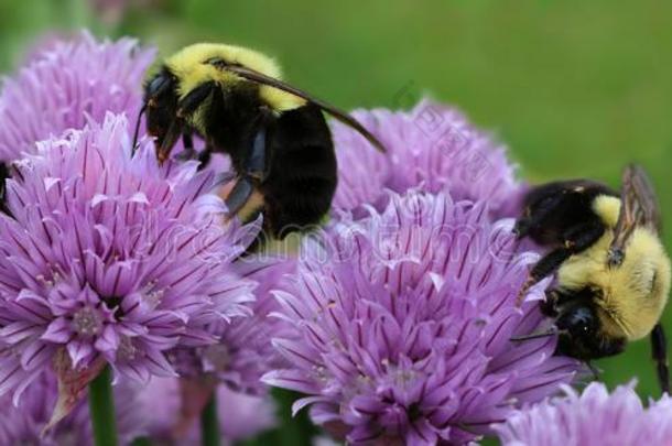 num.三蜜蜂向淡紫色的细洋葱花和花粉飞行的